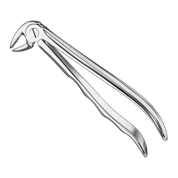 Extracting Forceps, Anat